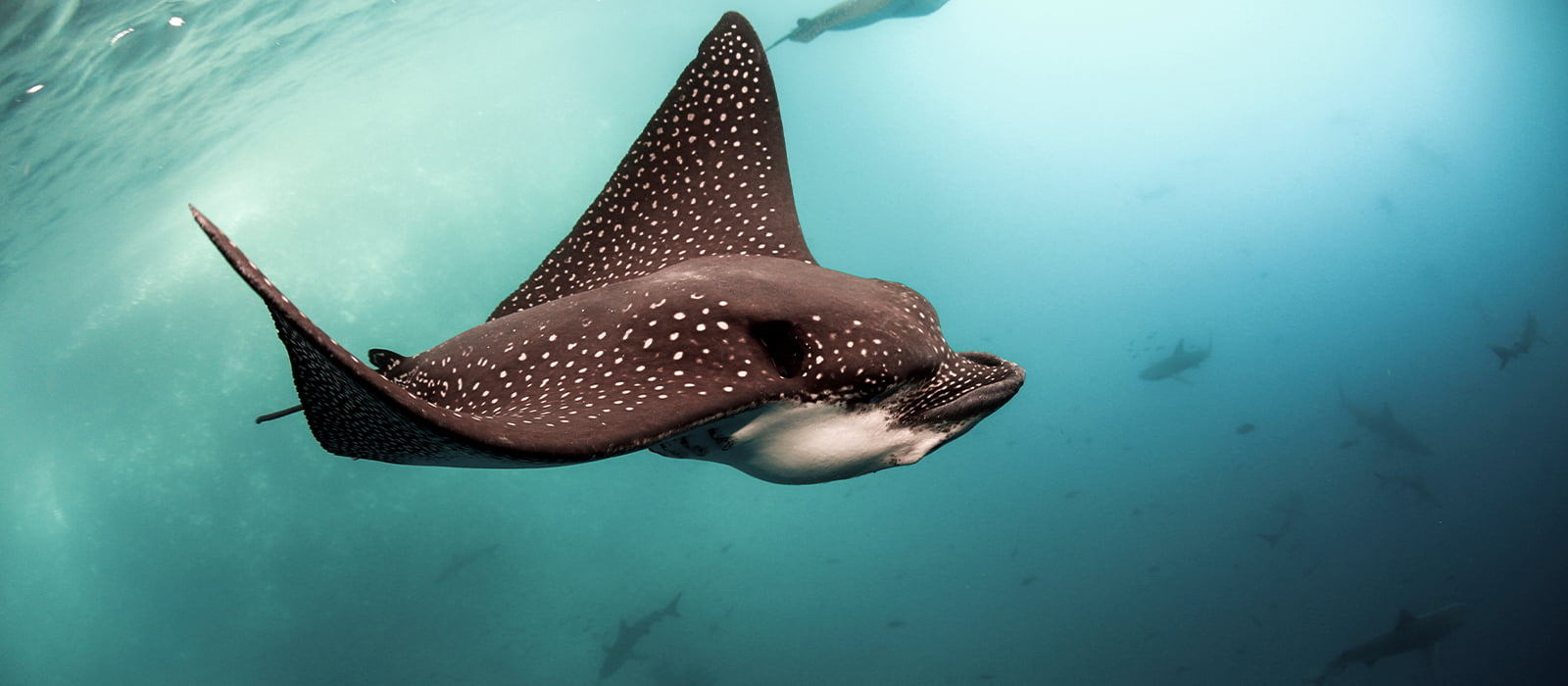 Spotted Eagle Ray