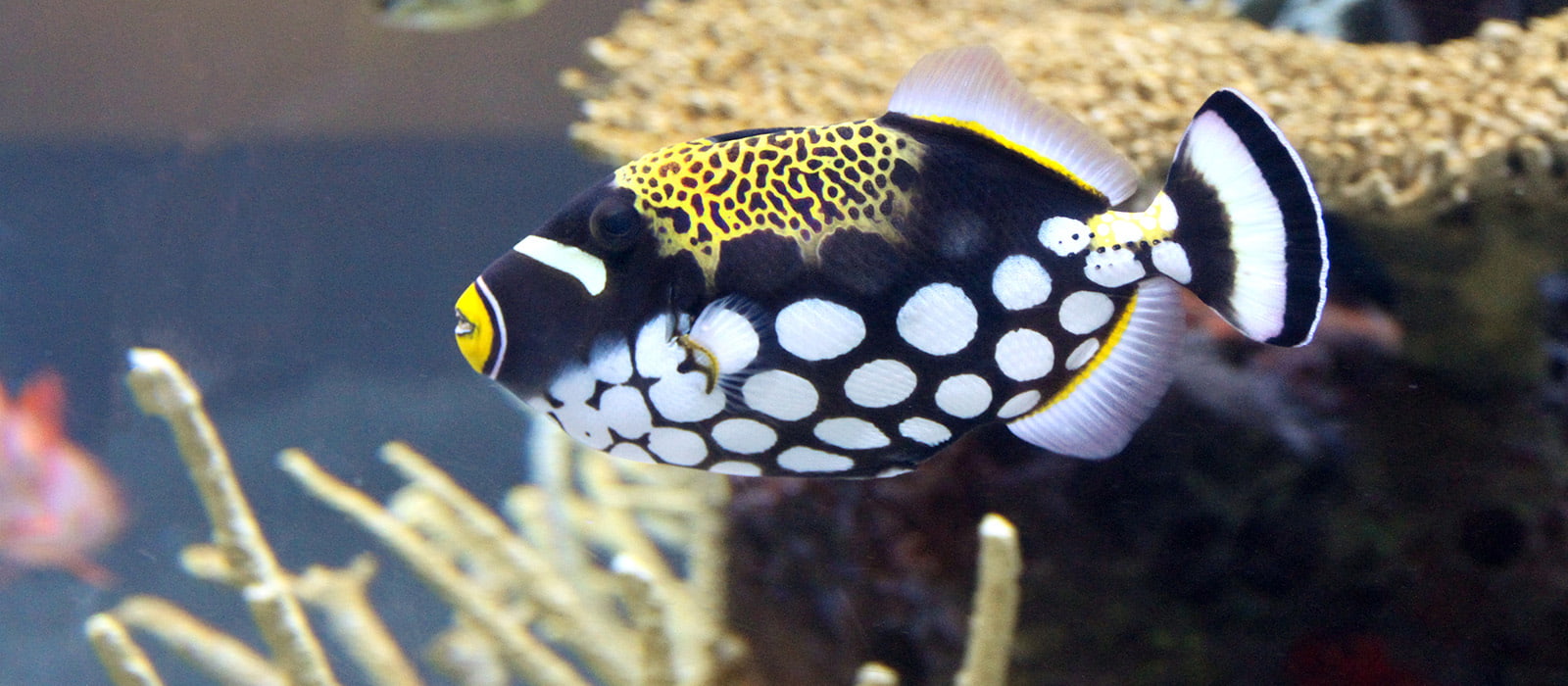 Clown triggerfish swimming in front of coral.