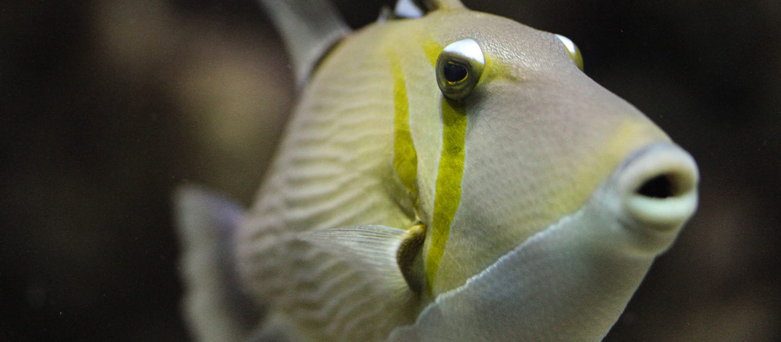 Lei triggerfish swimming underwater.