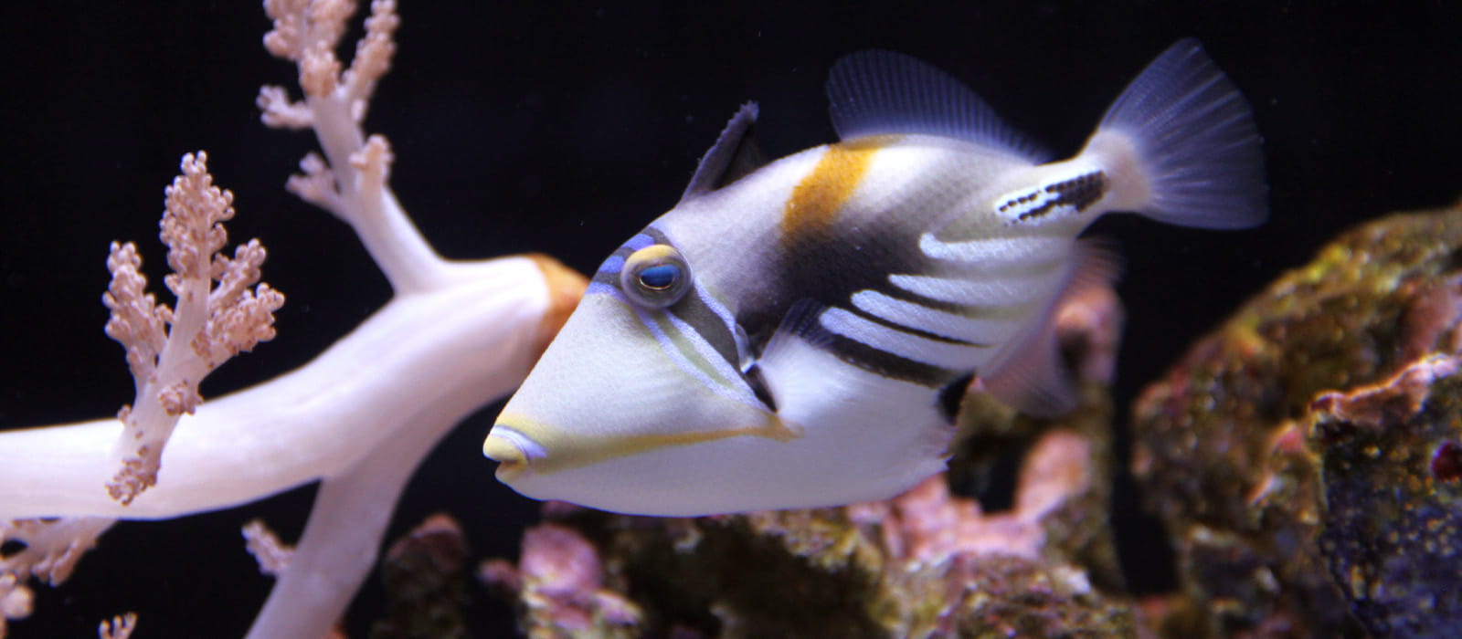 Picasso triggerfish swimming in its habitat near some coral.
