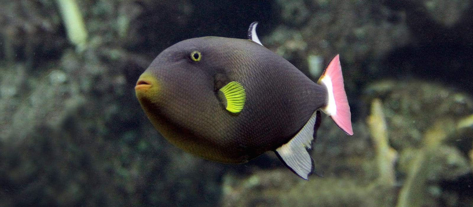 Pinktail triggerfish swimming underwater at the Seattle Aquarium.