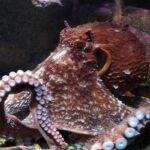 A giant Pacific octopus resting on the bottom of its habitat at the Seattle Aquarium.