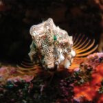 Grunt sculpin resting on rocks in its habitat at the Seattle Aquarium.