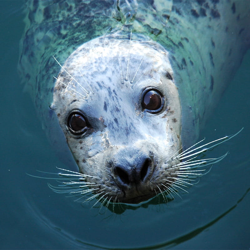 Harbor seal swimming in water with its face poking out through the surface of the water.