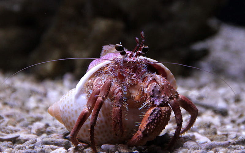 Hermit crab - Seattle Aquarium