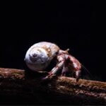 Hermit crab walking along a stick underwater in a habitat at the Seattle Aquarium.