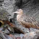 Adult long-billed curlew standing in its habitat at the Seattle Aquarium.
