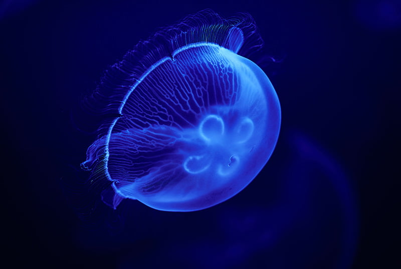 A single moon jelly floating underwater, seen from the top of the jelly.