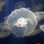 Moon jellies in their habitat at the Seattle Aquarium.