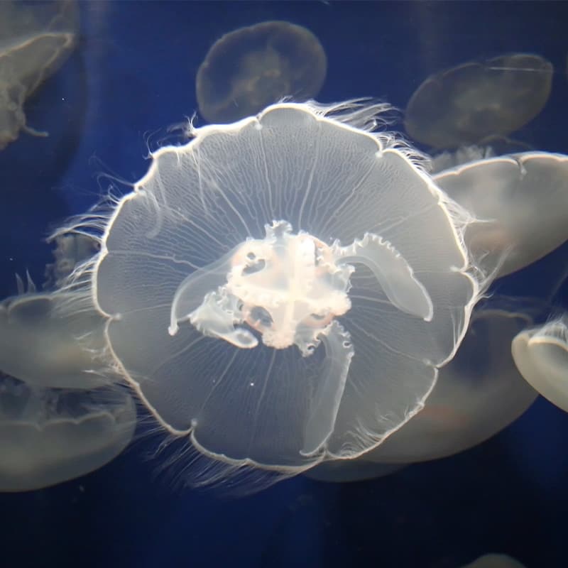 Moon jellies in their habitat at the Seattle Aquarium.