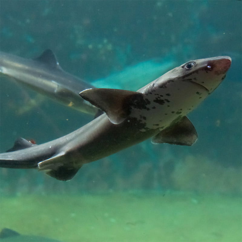 A pacific spiny dogfish swimming in the Underwater Dome habitat at the Seattle Aquarium.