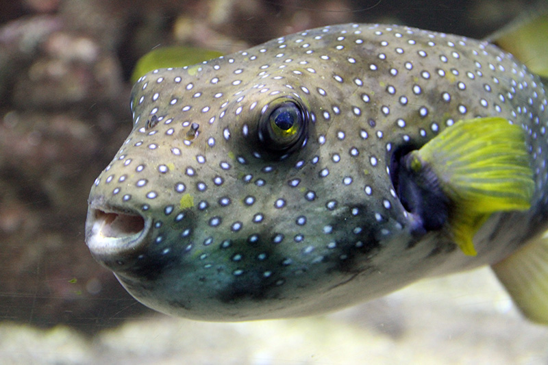 Pufferfish and porcupinefish - Seattle Aquarium