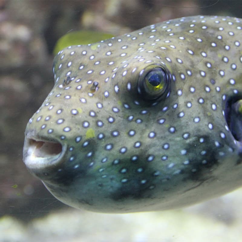 Pufferfish swimming with its mouth slightly opened.