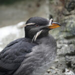 Adult rhinoceros auklet at the Seattle Aquarium.