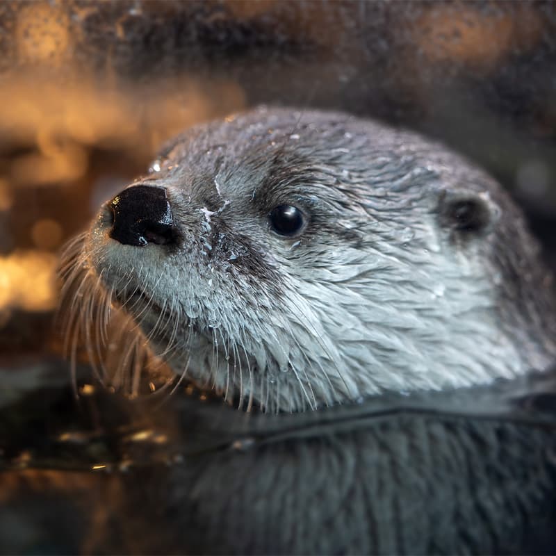 River otter lifting its head out of the water while swimming in its habitat at the Seattle Aquarium.