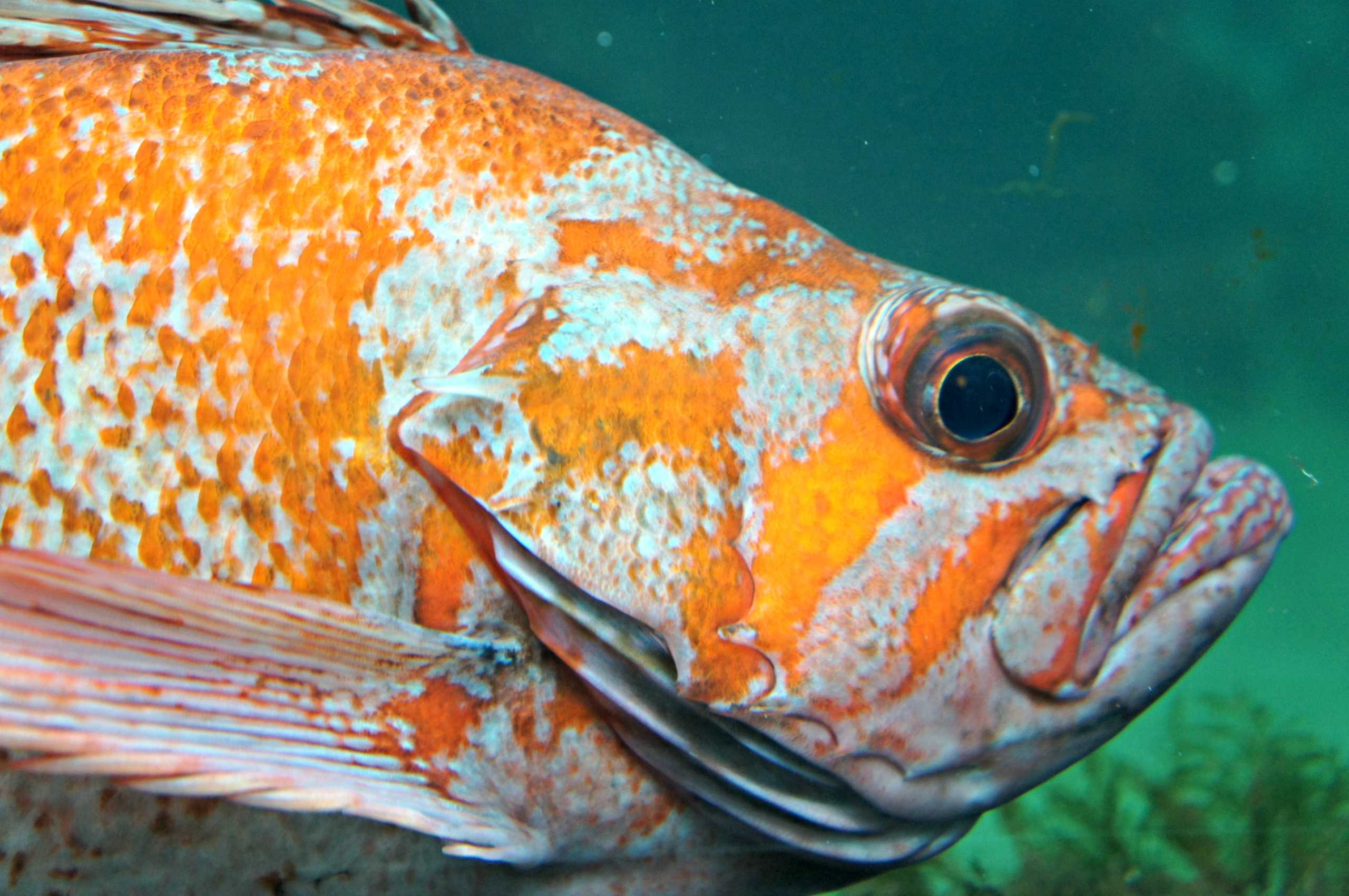 Quiz: Do you take rockfish for “granite”?