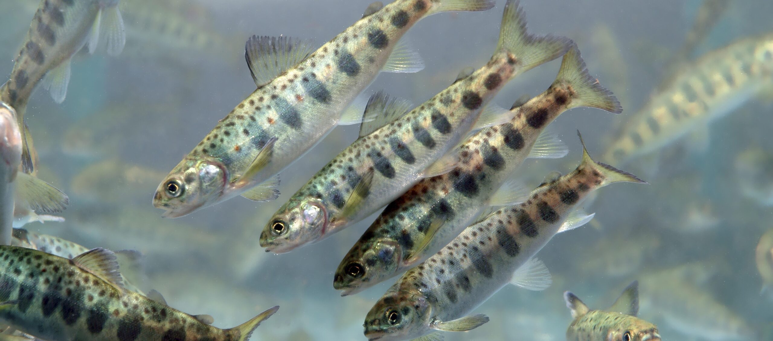 Speaking up for ocean health: 2022 priorities in the Washington legislature