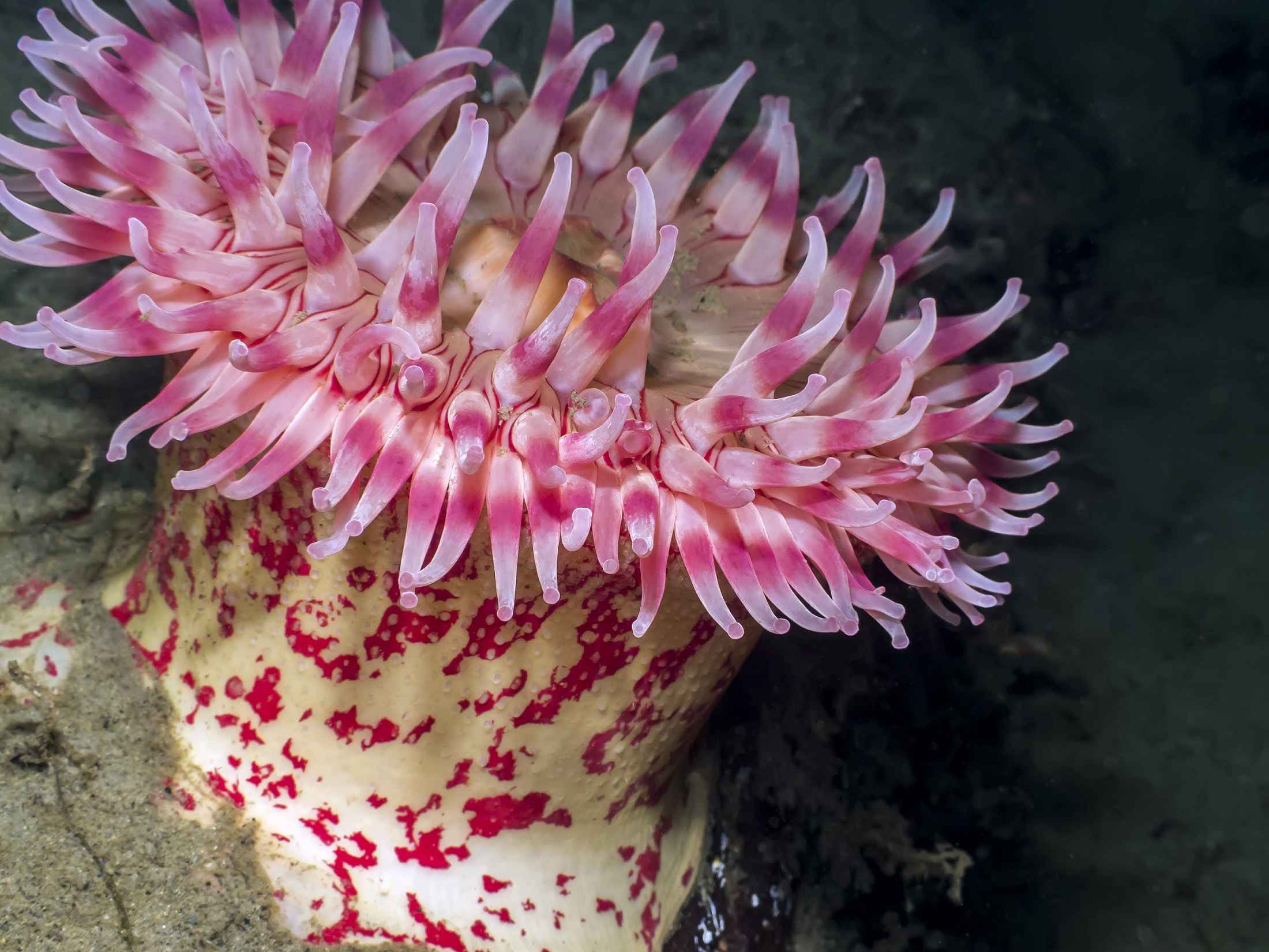 white and pink sea anemone