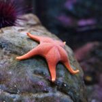 Sea star attached to a rock in an underwater habitat at the Seattle Aquarium.