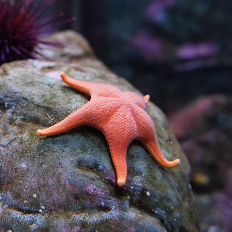 Sea star attached to a rock in an underwater habitat at the Seattle Aquarium.