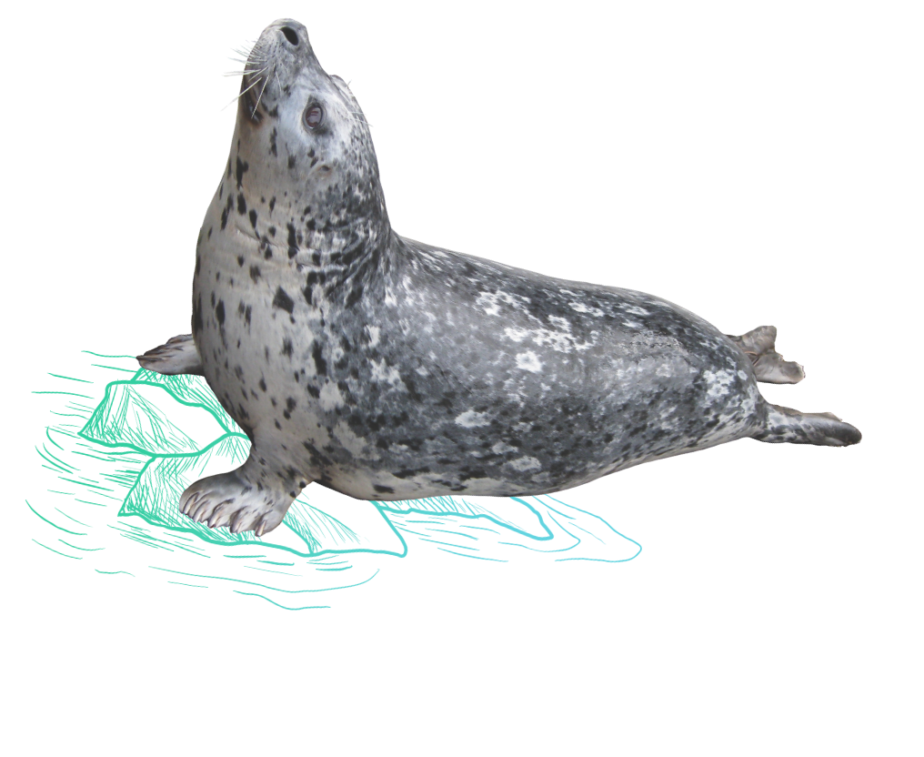 seal laying down on illustrated rocks