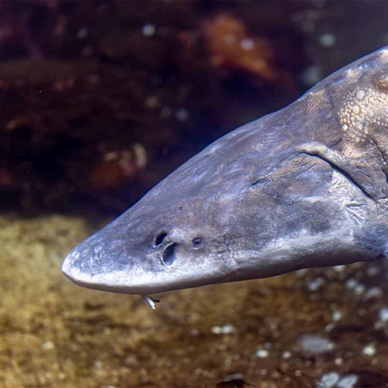 White sturgeon swimming in the Underwater Dome habitat at the Seattle Aquarium.