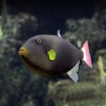 Pinktail triggerfish swimming underwater at the Seattle Aquarium.