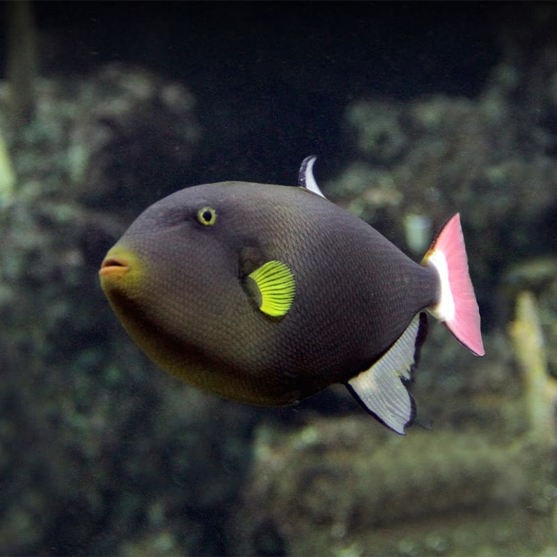 Pinktail triggerfish swimming underwater at the Seattle Aquarium.