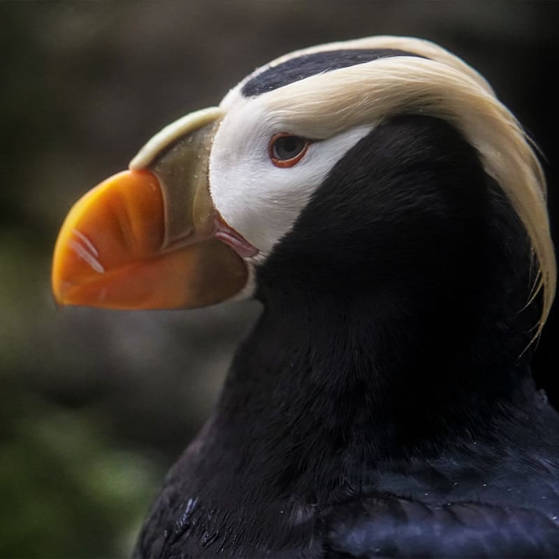 Side view of a tufted puffin's face.