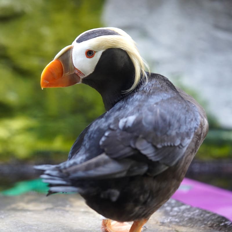 Tufted puffin standing with its head turning to its left, inside its habitat at the Seattle Aquarium.