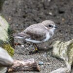 Western snowy plover standing on a sandy beach habitat at the Seattle Aquarium.