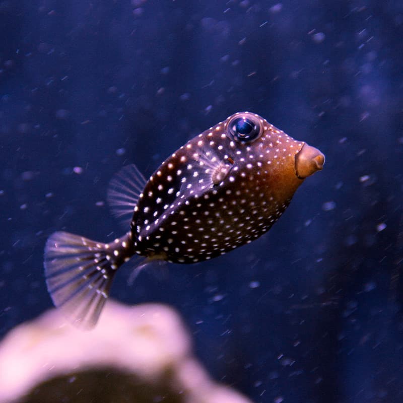 Whitespotted boxfish swimming in its habitat at the Seattle Aquarium.