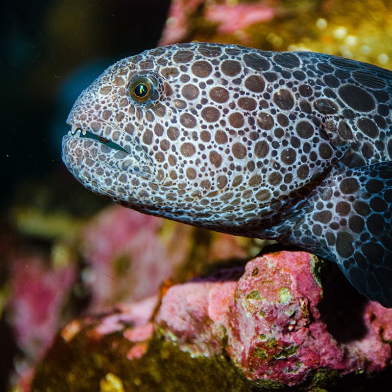 A wolf eel extending its head out of a rocky den area.