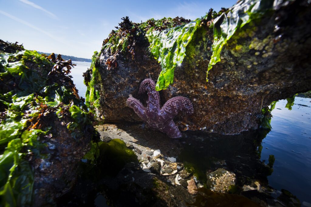 Beach Naturalists, Purple/ochre seastar, Alki Beaches, West Seattle, Beach Drive, low tide