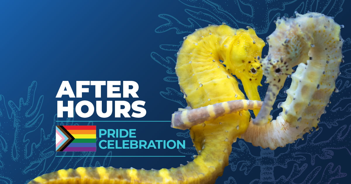 After Hours: Pride Celebration event image