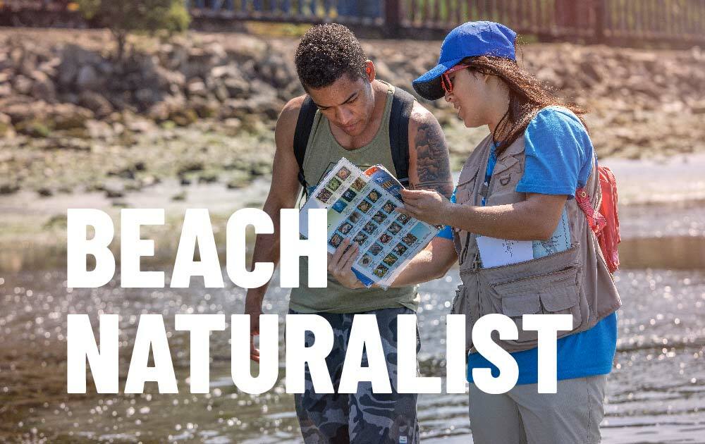 Beach Naturalist event image