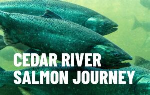 A group of chinook salmon swimming as seen from the side. The text "CEDAR RIVER SALMON JOURNEY" is superimposed on the bottom left of the image.