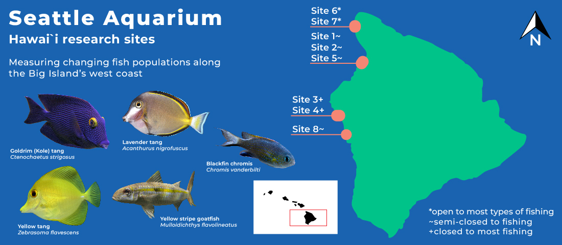 An infographic titled "Seattle Aquarium: Hawai'i Research Sites." The subheading reads: "Measuring changing fish populations along the Big Island's west coast." The right side of the image contains a green graphic of Hawai'i's Big Island with eight research sites noted along its western coast. The bottom left corner of the infographic contains five pictures of fish along with their common and scientific names. The fish are (going clockwise): Lavender tang (Acanthurus nigrofuscus), blackfin chromis (Chromis vanderbilti), yellow stripe goatfish (Mullaidichthys flavolineatus), yellow tang (Zebrasoma flavescens) and goldrim (kole) tang (Ctenochaetus strigosus).