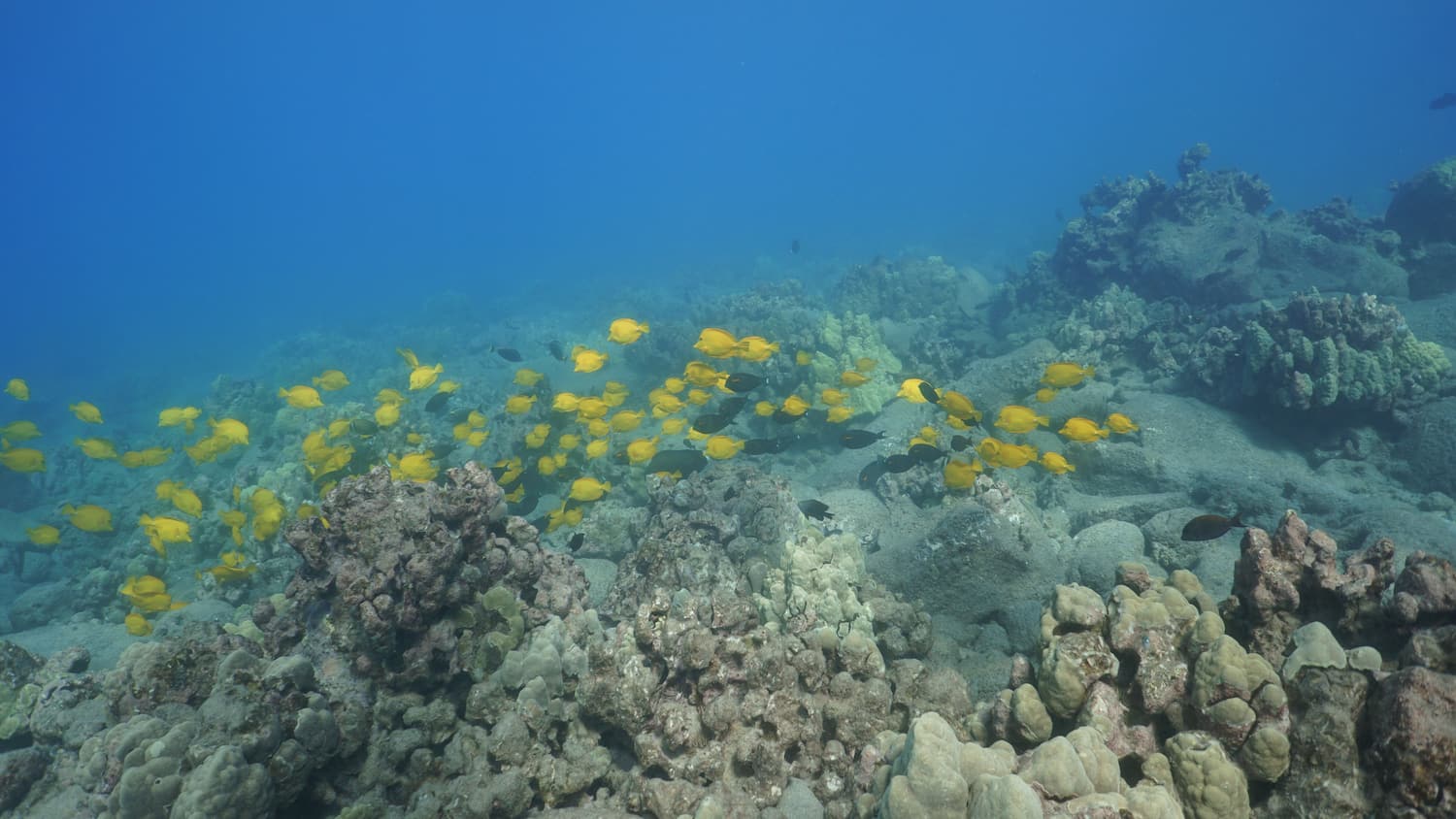 A large group of yellow tang swimming near the ocean floor.