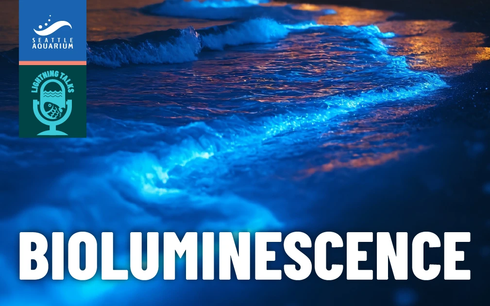 Lightning Talks: Bioluminescence event image