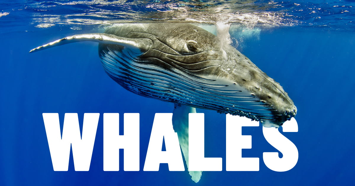 Lightning Talks: Whales event image