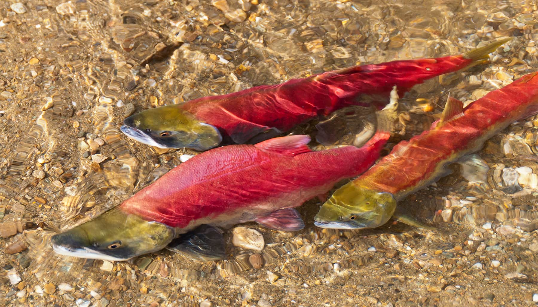 Three salmon swimming in a river.