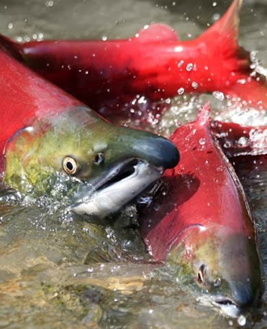 salmon spawning journey