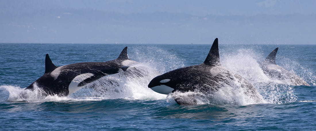 Join us to support quieter waters for orcas