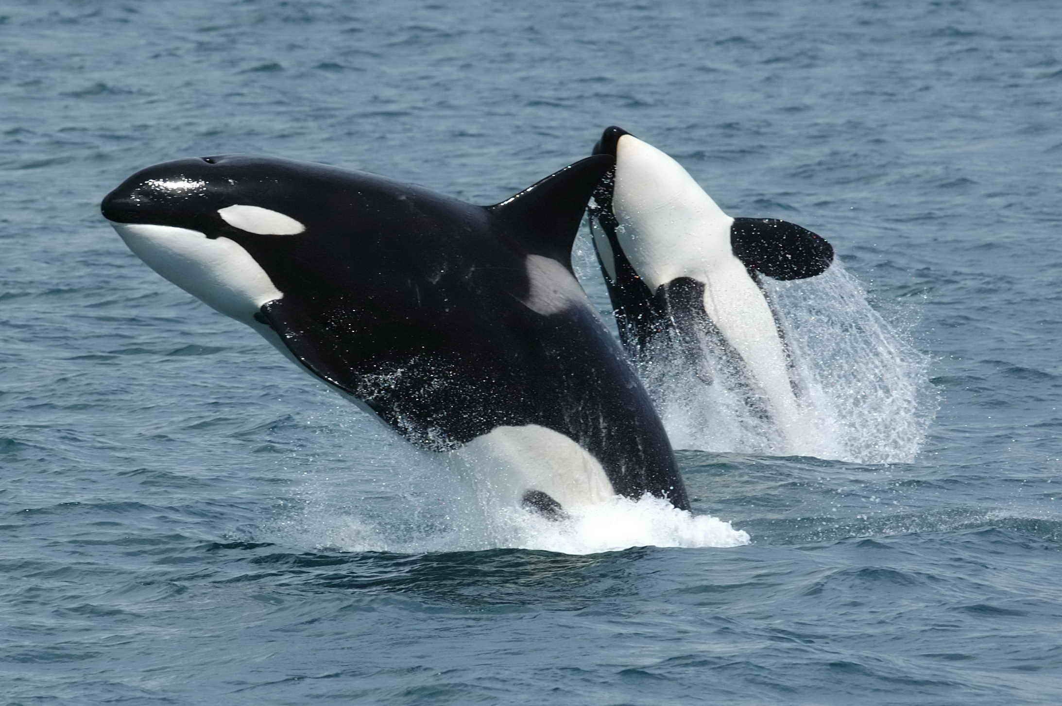 Two orcas breaching the surface of the ocean.