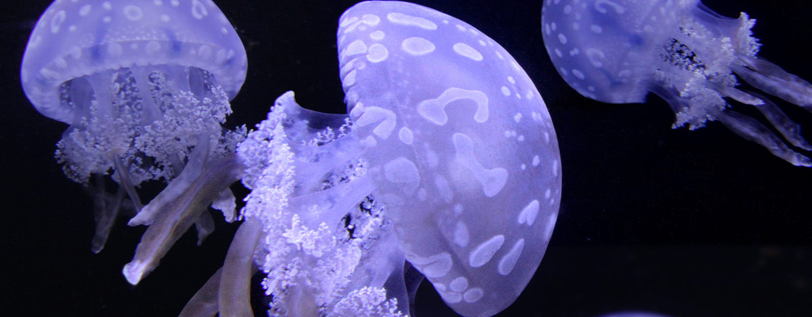 Spotted Lagoon Jellyfish