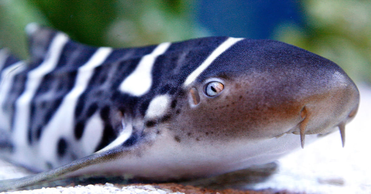 Striped juvenile zebra shark resting on a gravel covered ground underwater.