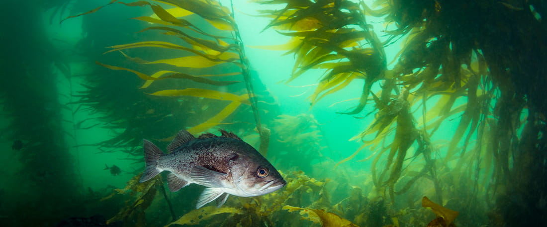 Taking action for ocean policy: Report from the 2020 state legislature