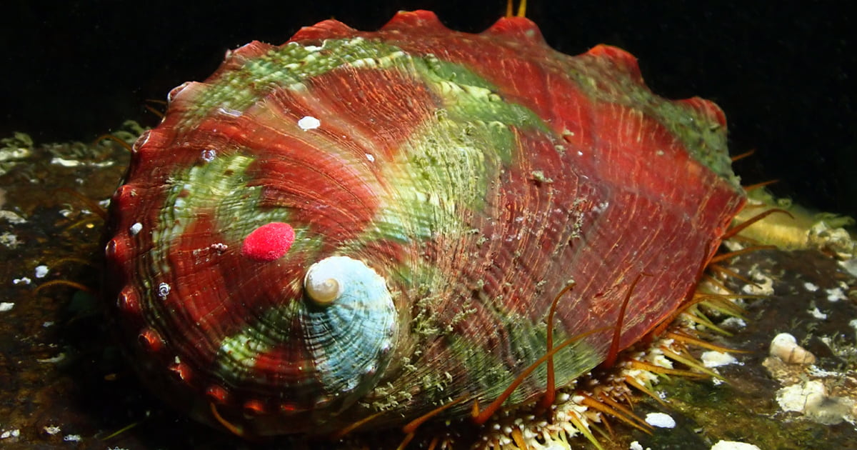 An adult pinto abalone.