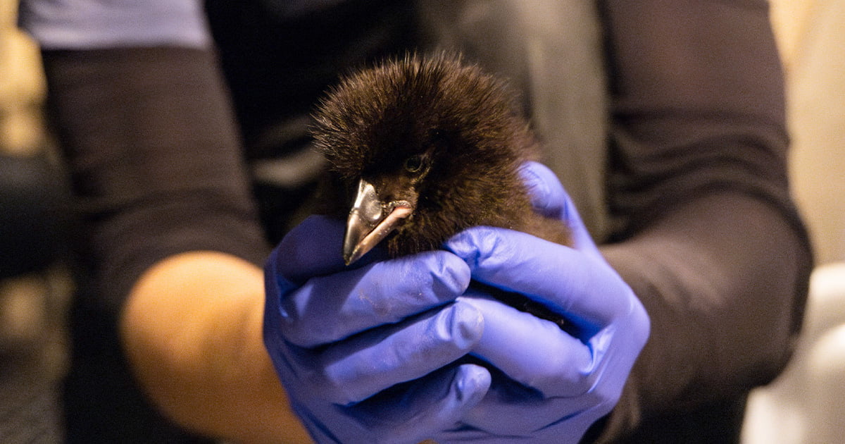 Seattle Aquarium welcomes adorable new addition: A tufted puffling!